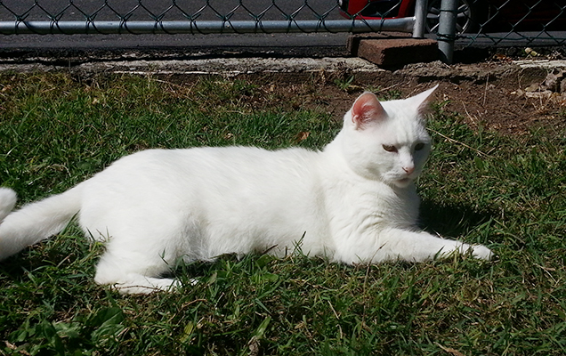 white cat on grass